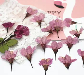 120pcs Apăsat Uscate de Cires Sakura Flori Plante Ierbar Pentru Bijuterii Rășină Face carte Poștală Cadru Caz de Telefon Ambarcațiuni DIY