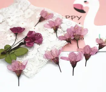 120pcs Apăsat Uscate de Cires Sakura Flori Plante Ierbar Pentru Bijuterii Rășină Face carte Poștală Cadru Caz de Telefon Ambarcațiuni DIY