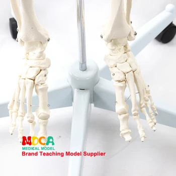 170 CM schelet uman model alb schelet de nerv spinal Yoga medicale de predare MGG304