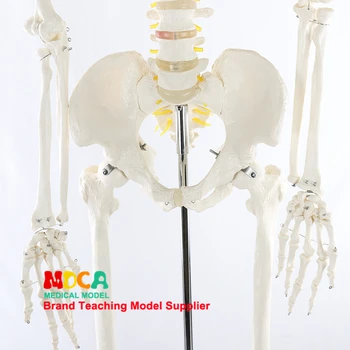 170 CM schelet uman model alb schelet de nerv spinal Yoga medicale de predare MGG304