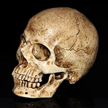 Animal Antic Craniu Sculptura Rășină Model Decor De Halloween Medicale Pictura Filmul Elemente De Recuzită, Decor Acasă Meserii